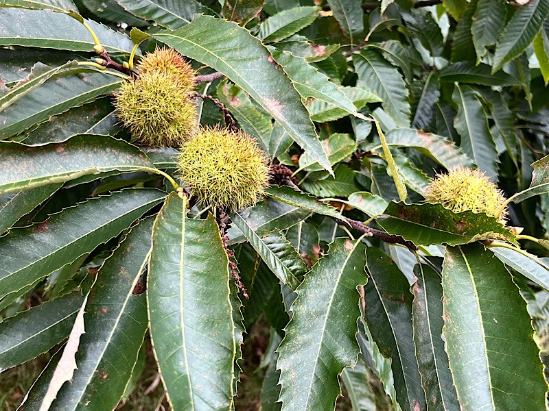 Früchte der Esskastanie - Castanea sativa